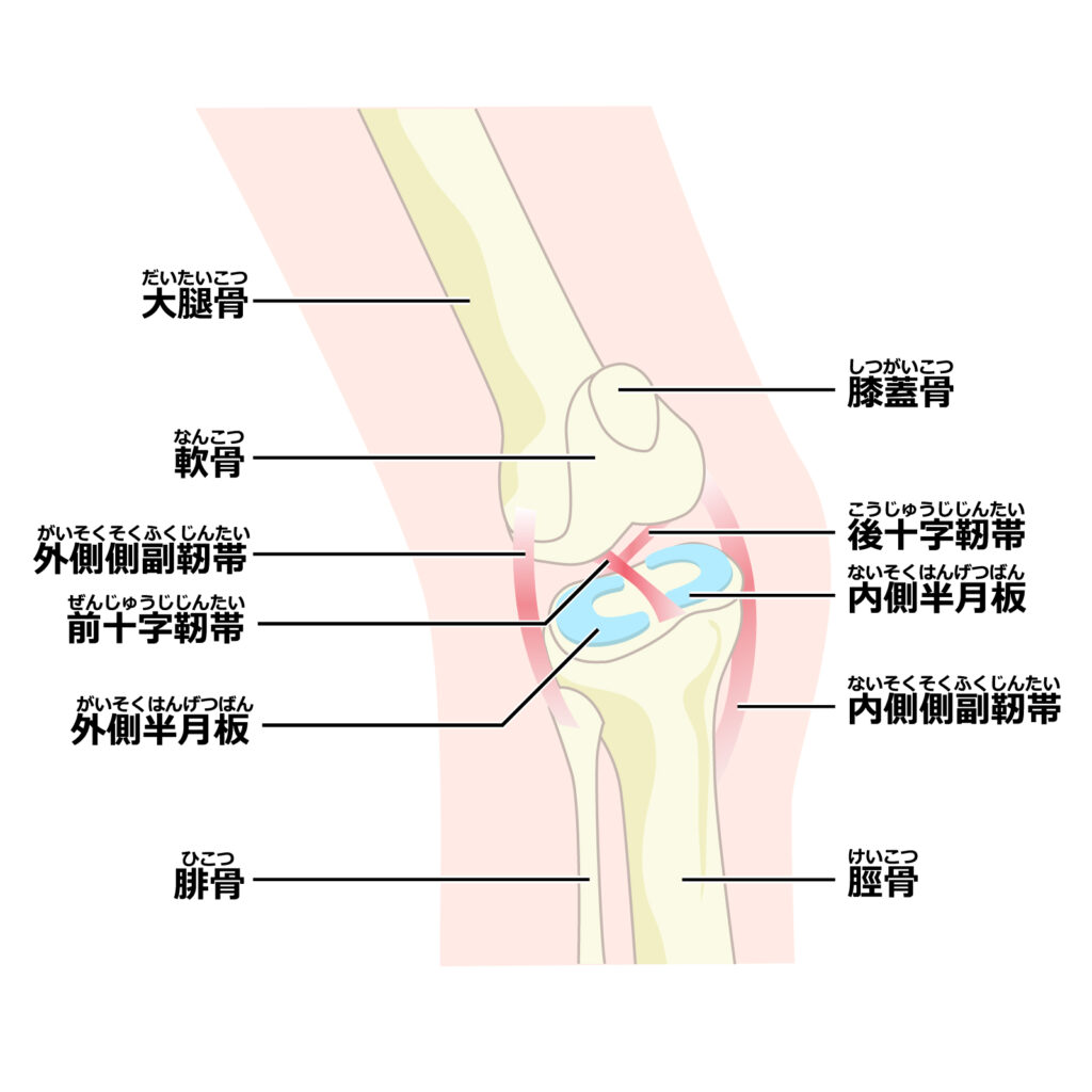 十字靭帯損傷：膝が痛い人が十字靭帯損傷になって八広駅前整骨院で整体・マッサージ治療を受けるイラスト