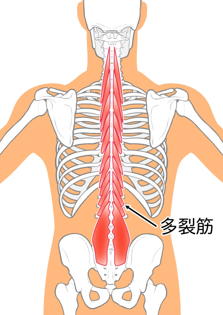腰痛の原因となる腰多裂筋：八広駅前整骨院のイラスト