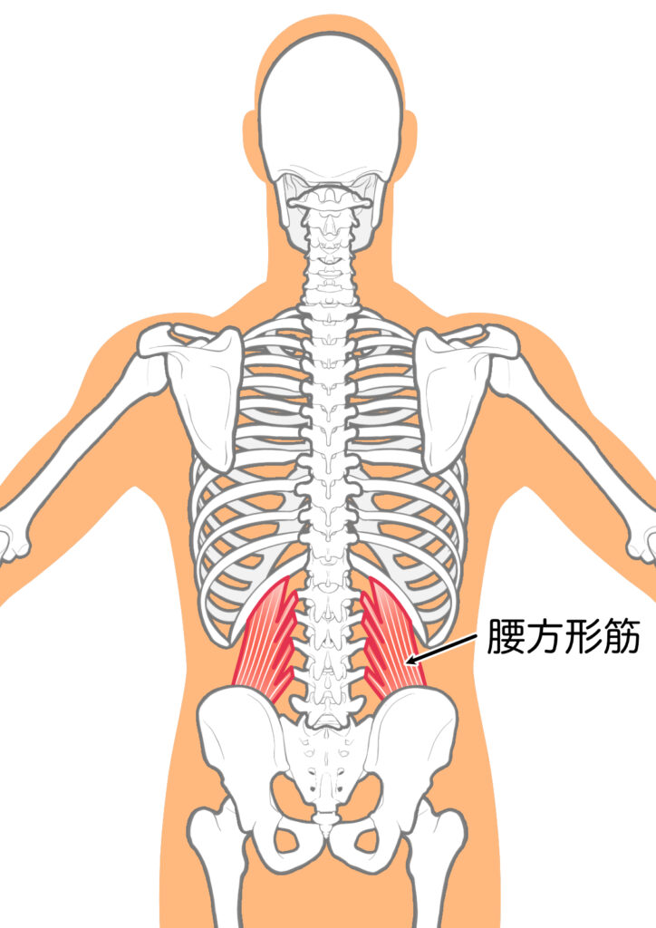 腰痛の原因となる腰方形筋：八広駅前整骨院のイラスト