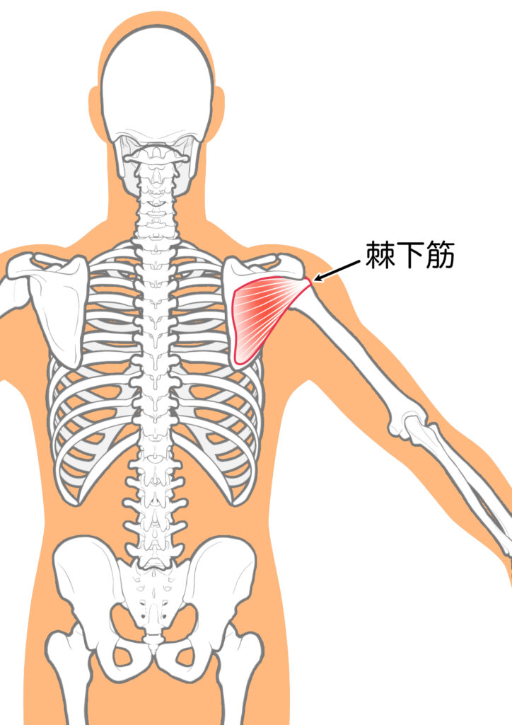 肩こりの原因となる棘下筋：八広駅前整骨院のイラスト