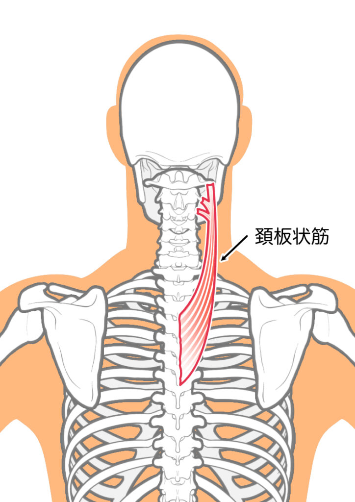 肩こりの原因となる頚板状筋：八広駅前整骨院のイラスト