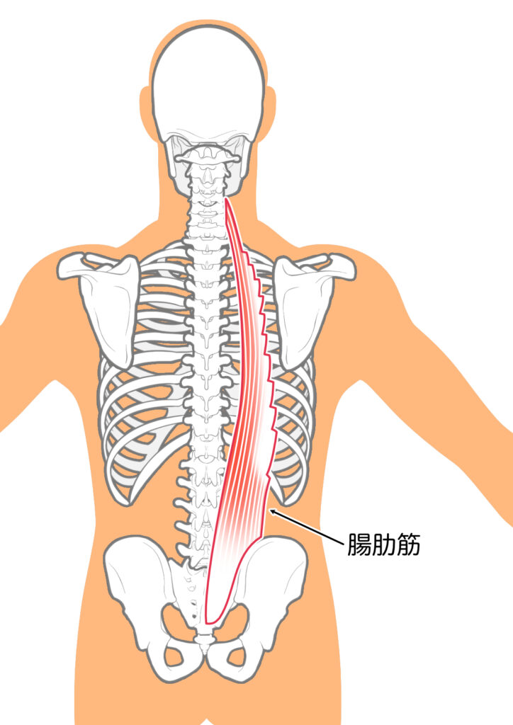 腰痛の原因となる腸肋筋：八広駅前整骨院のイラスト