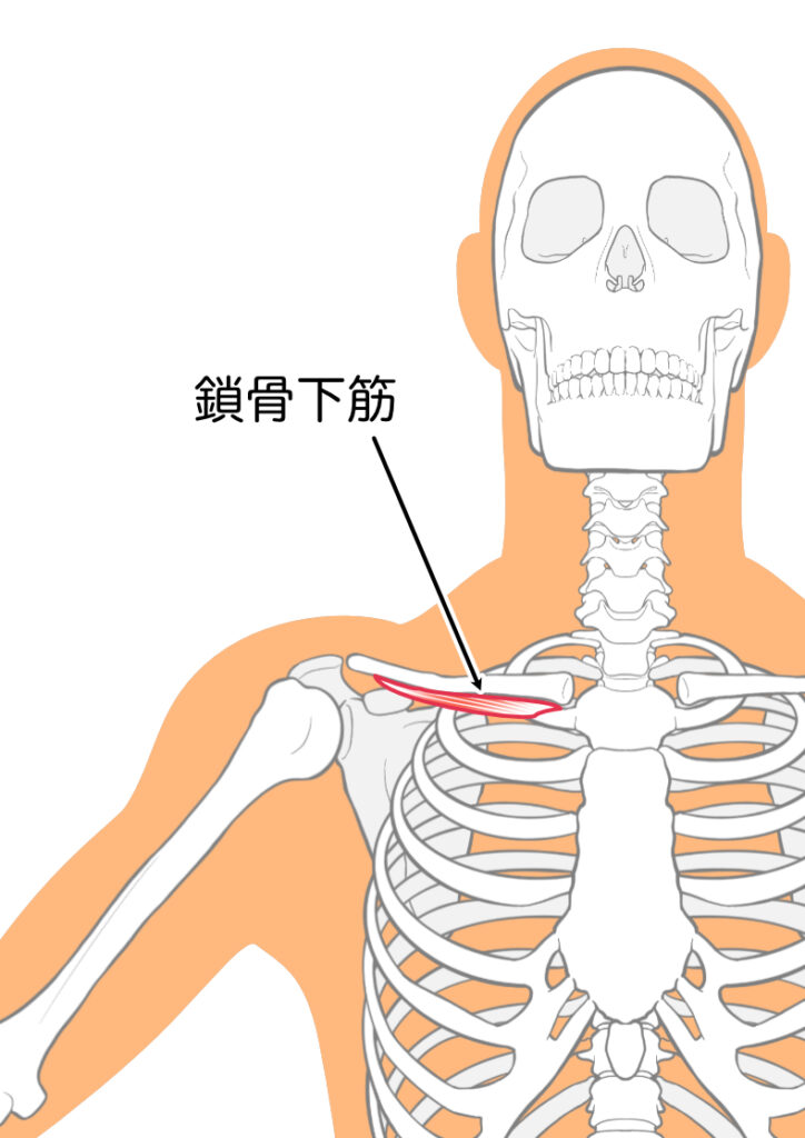 肩こりの原因となる鎖骨下筋：八広駅前整骨院のイラスト