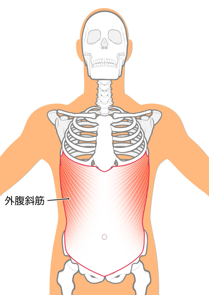 腰痛の原因となる腹斜筋：八広駅前整骨院のイラスト