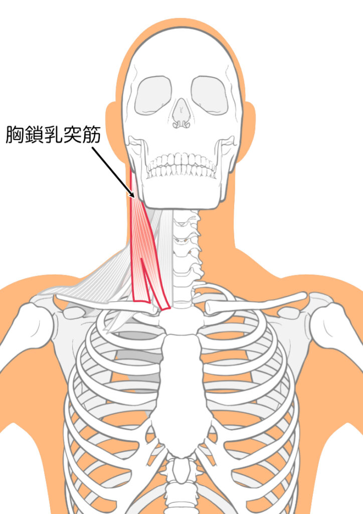肩こりの原因となる胸鎖乳突筋：八広駅前整骨院のイラスト