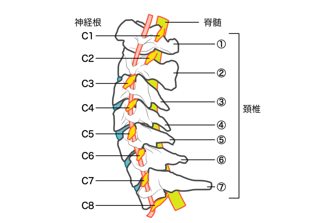 頚椎の神経根、頸椎、脊髄のイラスト：八広駅前整骨院