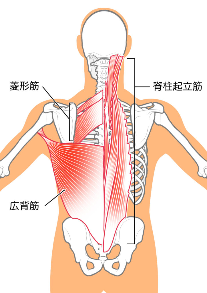 腰痛の原因となる脊柱起立筋：八広駅前整骨院のイラスト