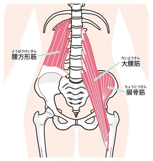 腰痛の原因と筋肉の関係：八広駅前整骨院のイラスト