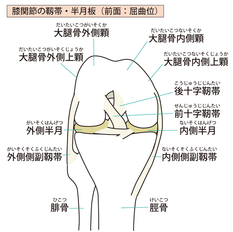 ひざの側副靭帯損傷：膝が痛い人が側副靭帯損傷になって八広駅前整骨院で整体・マッサージ治療を受けるイラスト